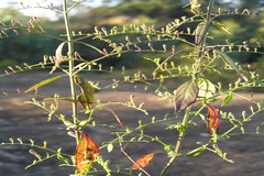 Andrographis paniculata